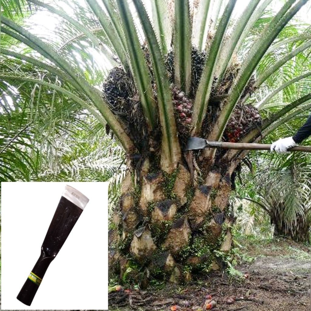 Dodos Sawit Sam Lee M2222 Original / Dodos alat panen Sawit Sam Lee 3" 4" 5"