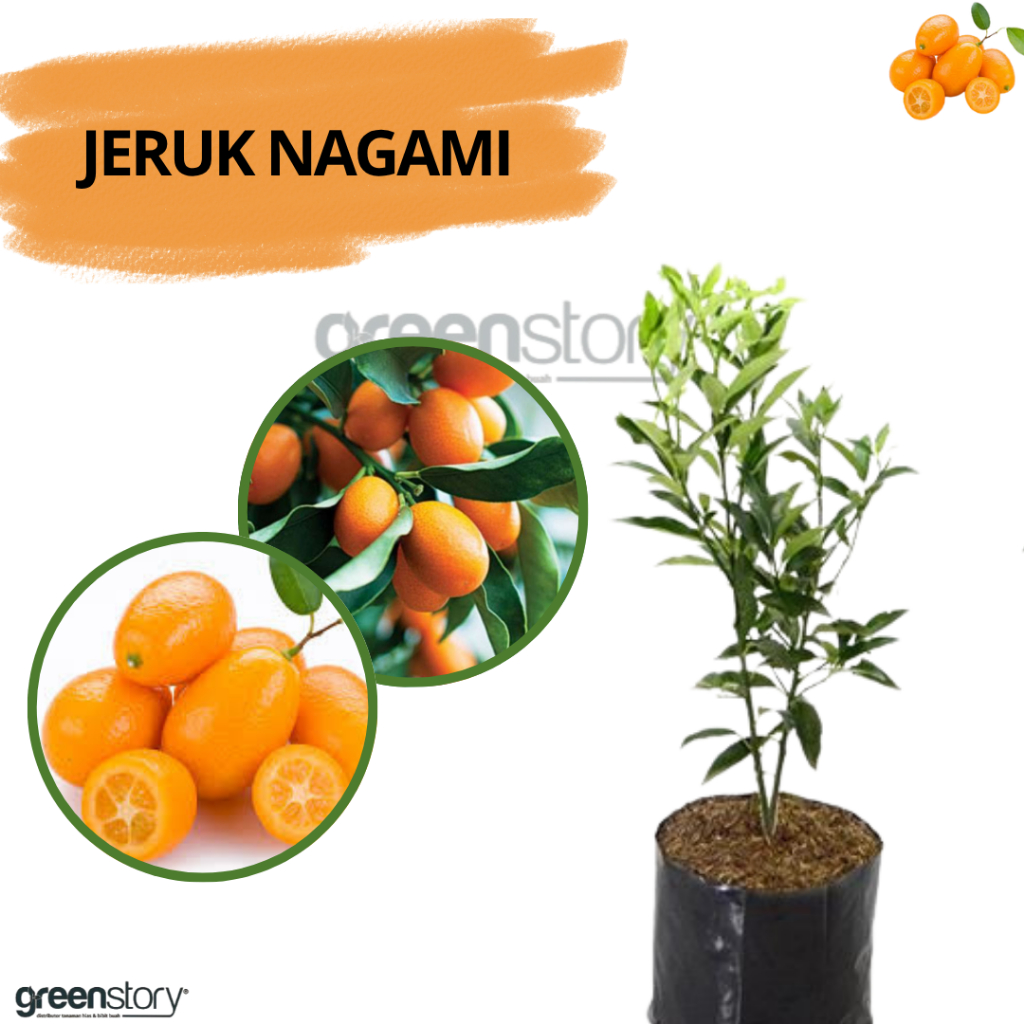 Bibit Jeruk Nagami berbuah | bibit jeruk kimkit pohon tabulampot