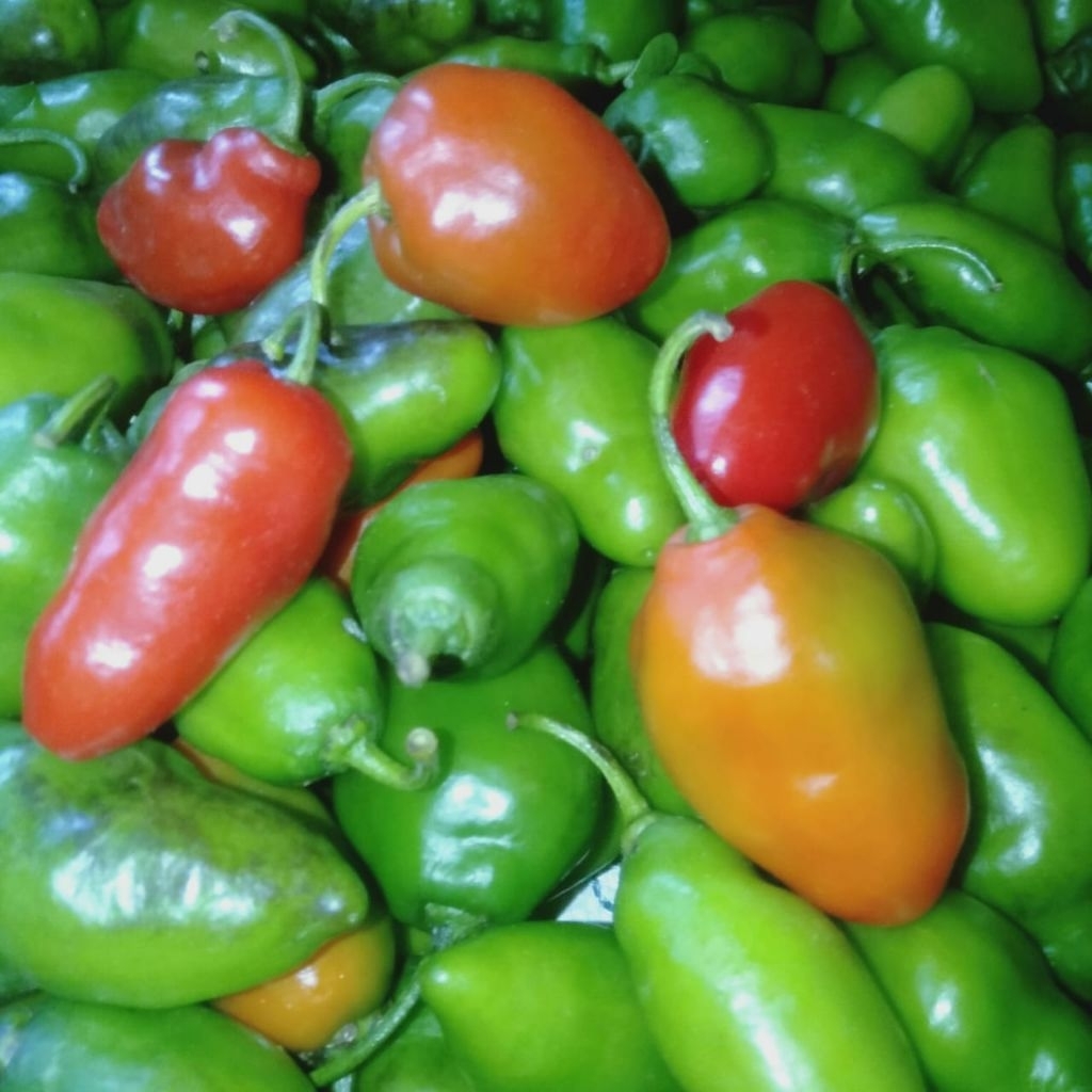 

Cabe Gendot Segar Isi 500gr - paket hemat buah/sayuran cabe gendot segar toraja