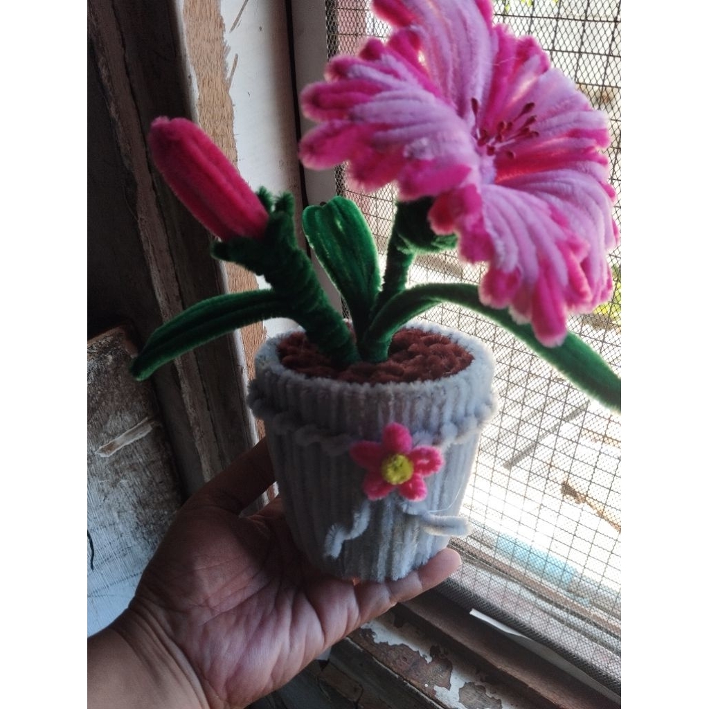 Bunga kembang sepatu pot besar