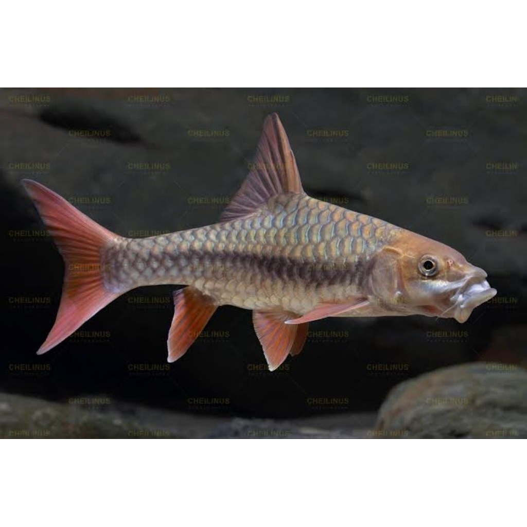 Tor Sinensis Merah