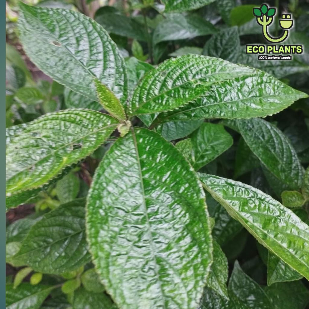 

Daun Keji Beling Segar 200gram / Daun Gempur Batu Ginj4l