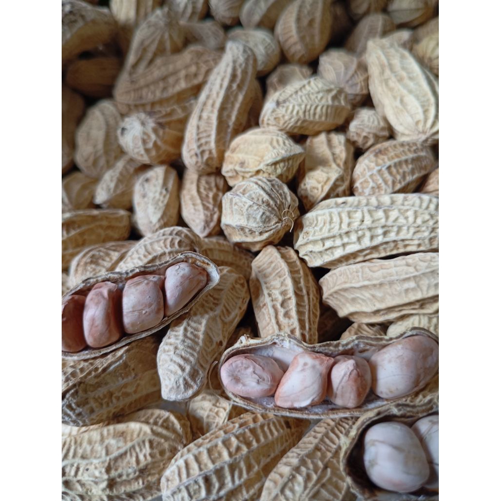 

[ 1 KG ] Kacang Kulit Oven Asin Gurih