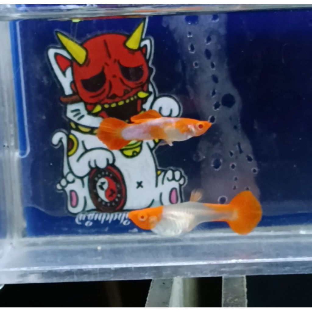 GUPPY ALBINO KOI PASANGAN