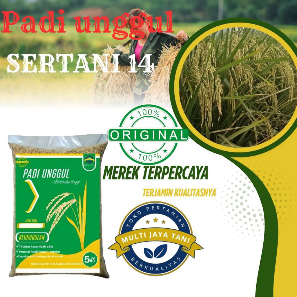 BENIH PADI SERTANI 14, 5KG, PADI GENJAH UNGGUL