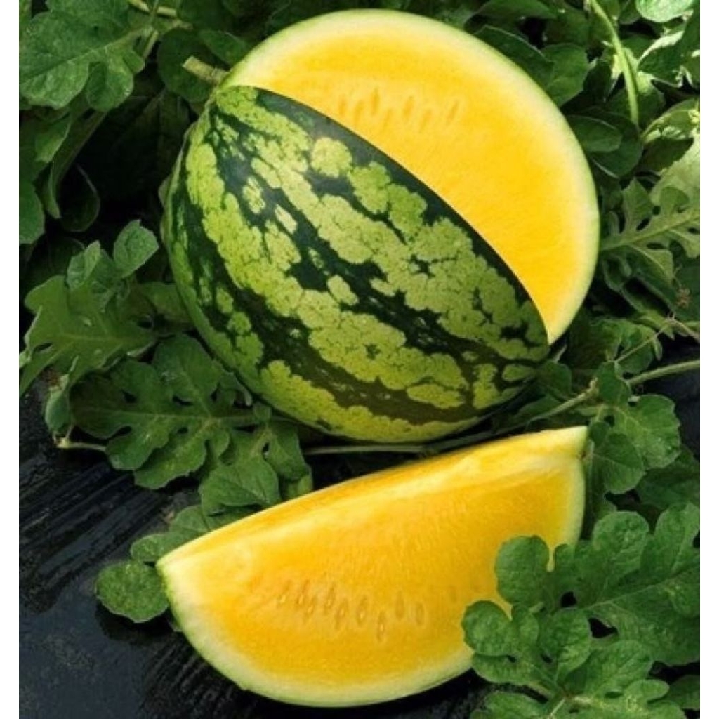 

BUAH SEMANGKA KUNING 1 BUAH