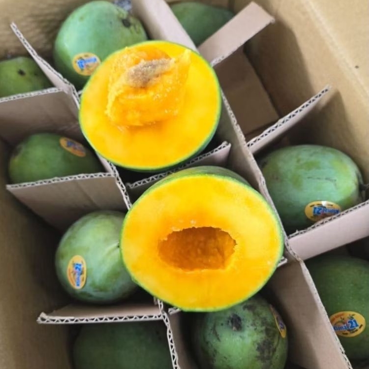 

MANGGA ALPUKAT 1 DUS 5kg