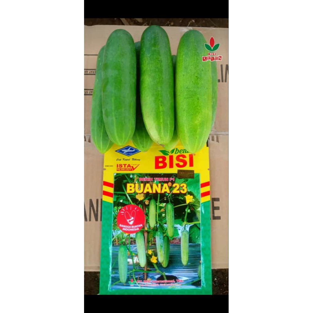 Timun Beby Buana 23 Cap Kapal Terbang