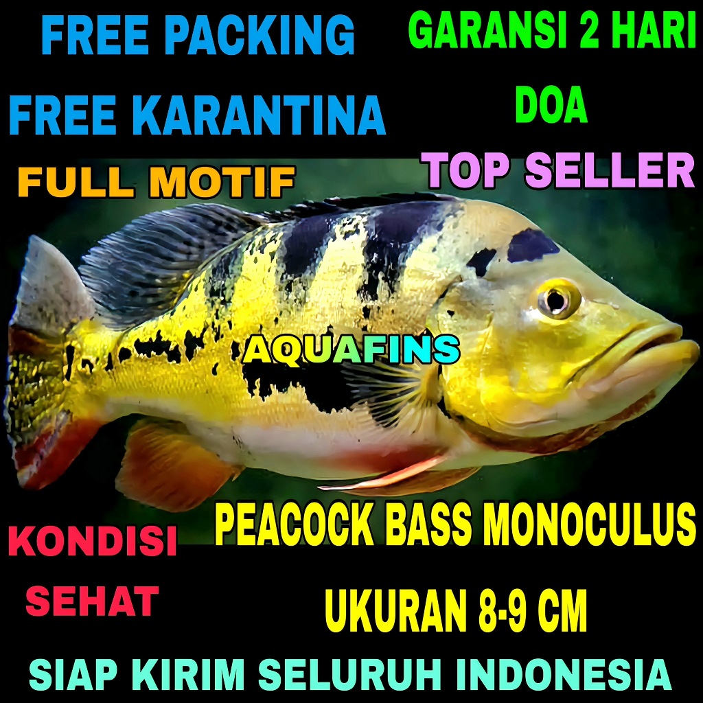 HIASAN CICHLID GOLDEN PEACOCK BASS CICHLA MONOCULUS UKURAN 8-9 CM
