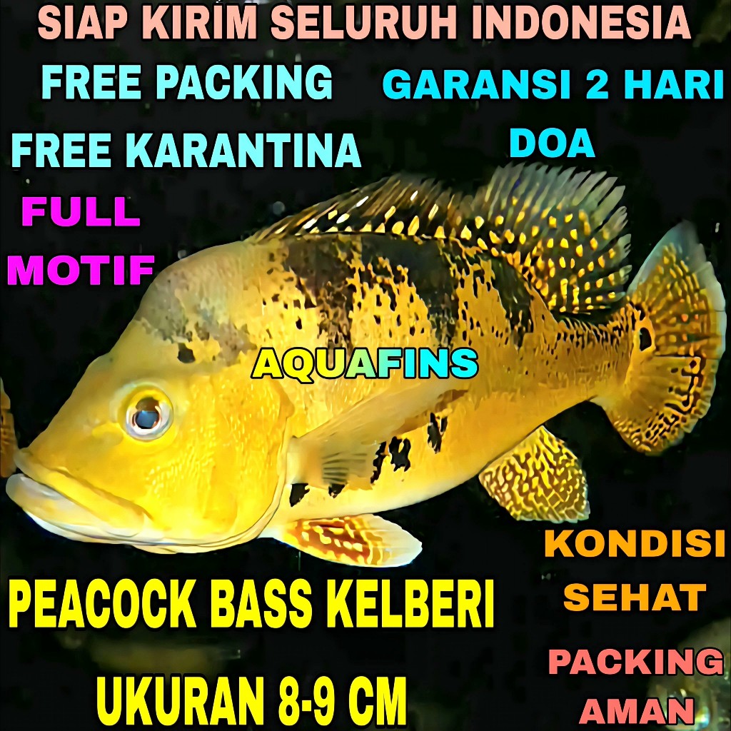 HIASAN CICHLID GOLDEN PEACOCK BASS CICHLA KELBERI UKURAN 8-9 CM
