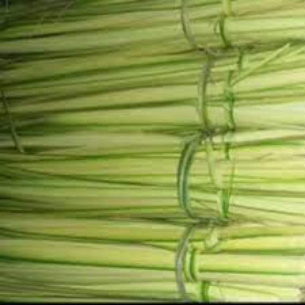 

daun kelapa muda segar isi 60 pcs bisa cod