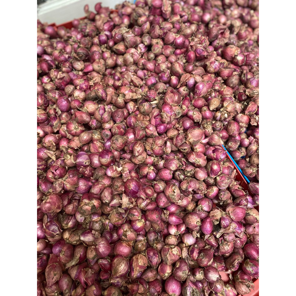 

BAWANG MERAH BREBES