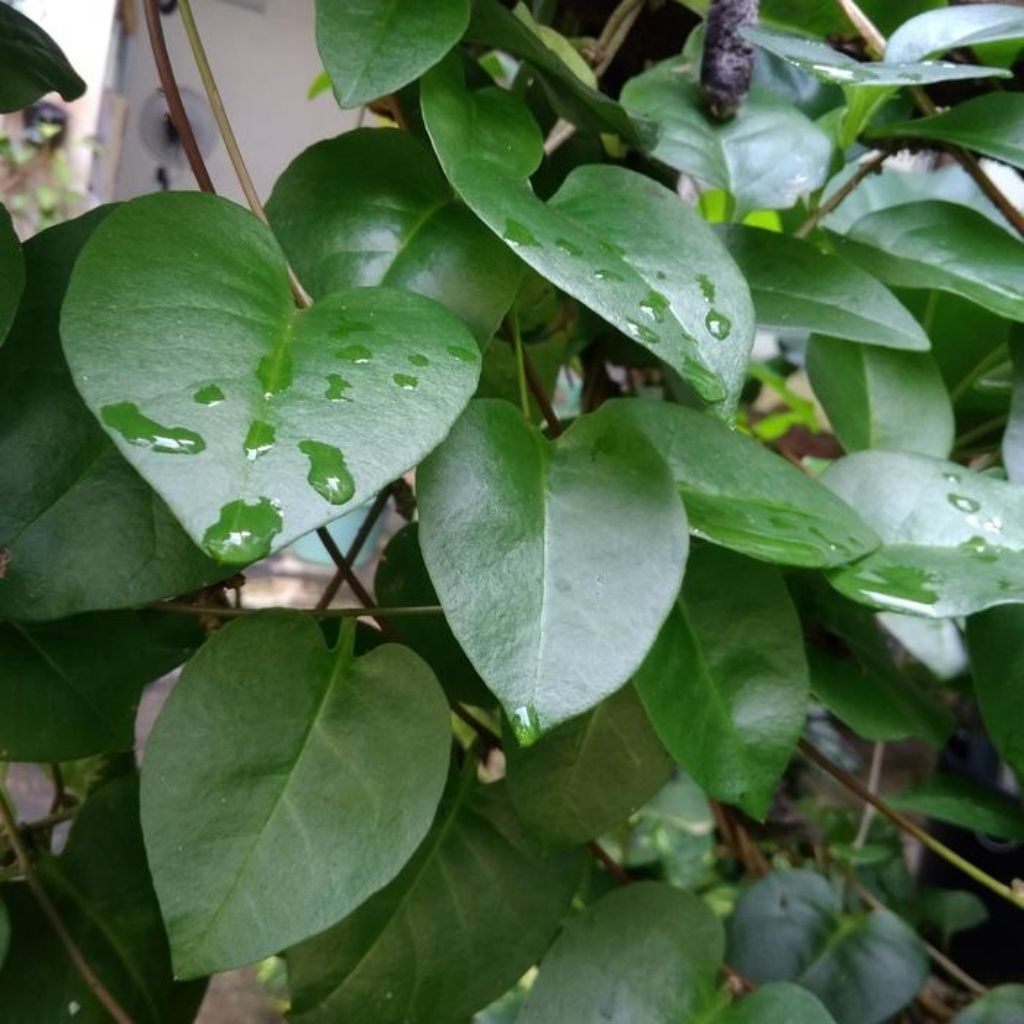 

Daun Binahong Hijau Fresh 20 Lembar