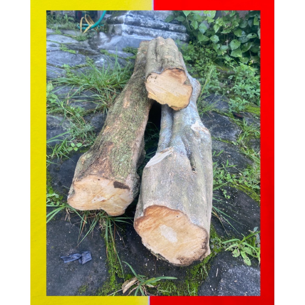 KAYU KEMUNING EMAS | KAYU KEMUNING GADING | Kerajinan | harga per 30cm | warangka keris handle keris