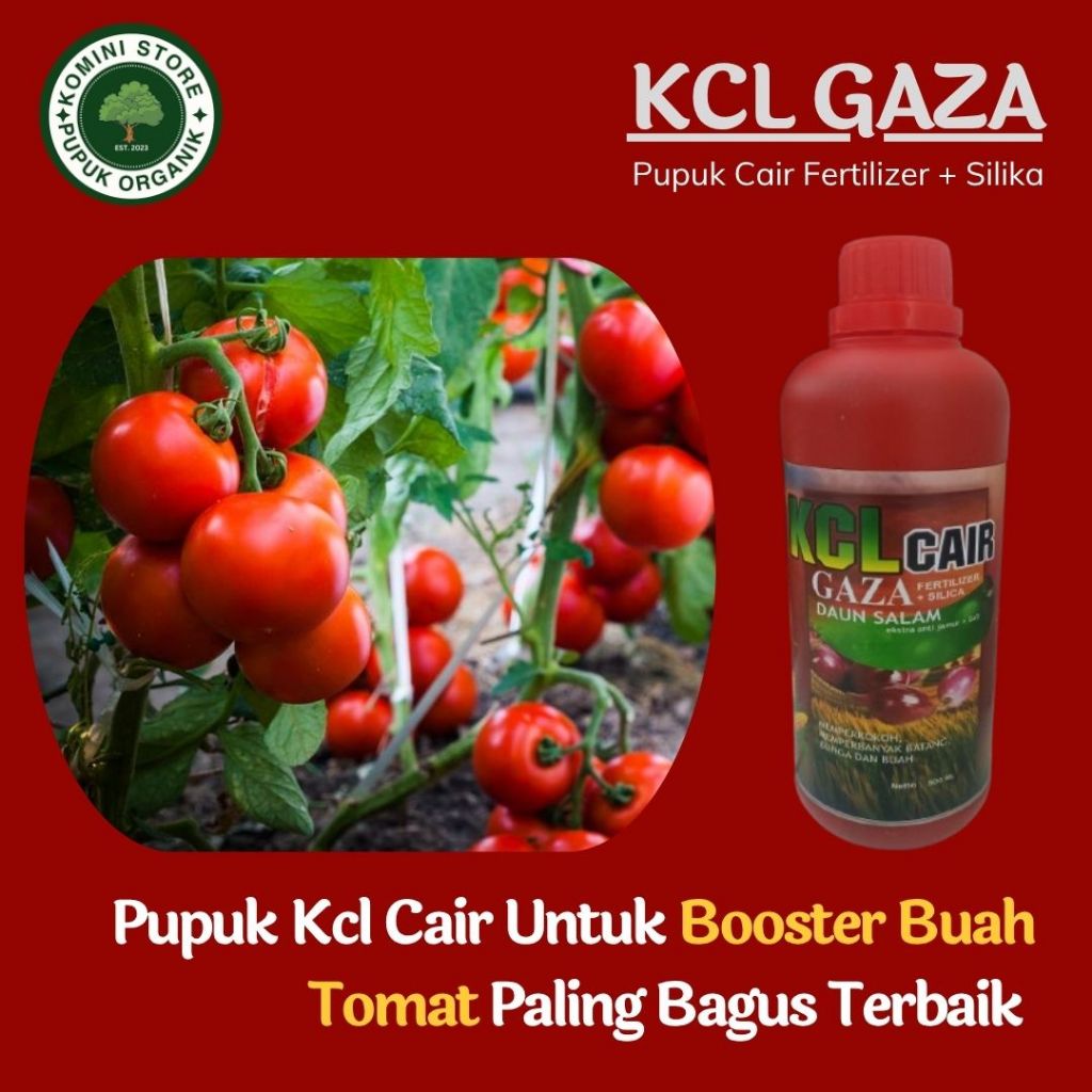 KCL Gaza Pupuk Cair Fertilizer + Silika pupuk untuk pertumbuhan buah tomat besar dan sehat terbaik