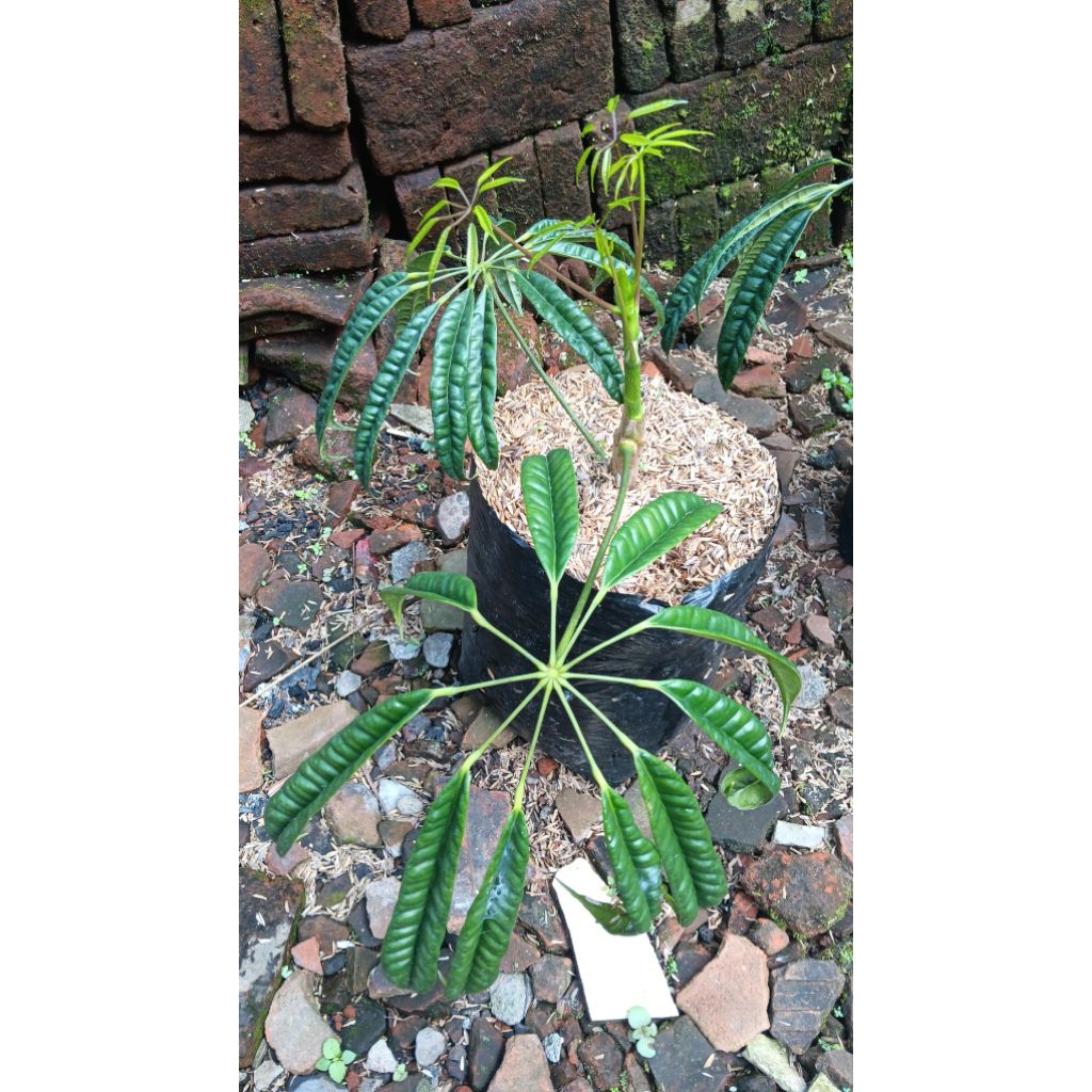 tanaman hias bunga walisongo pete (tunas baru)