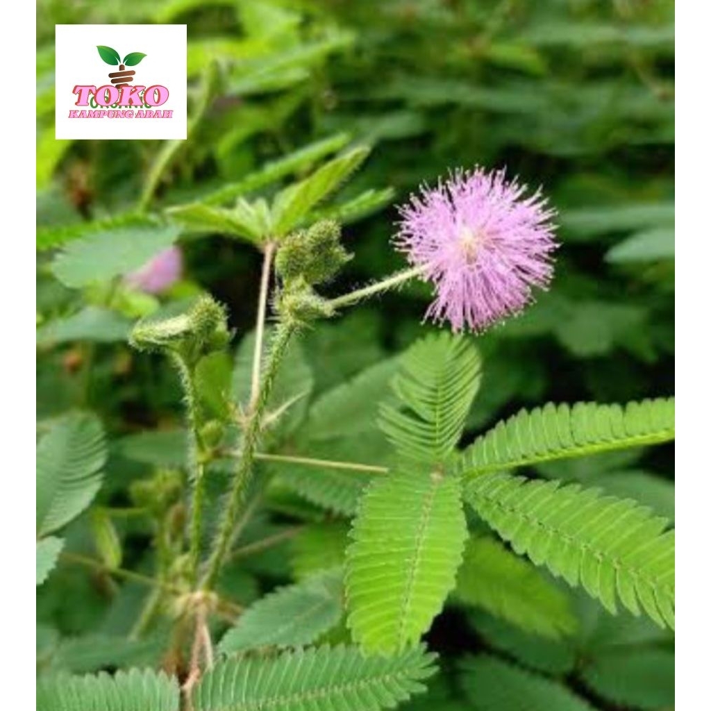 

daun putri malu segar fresh