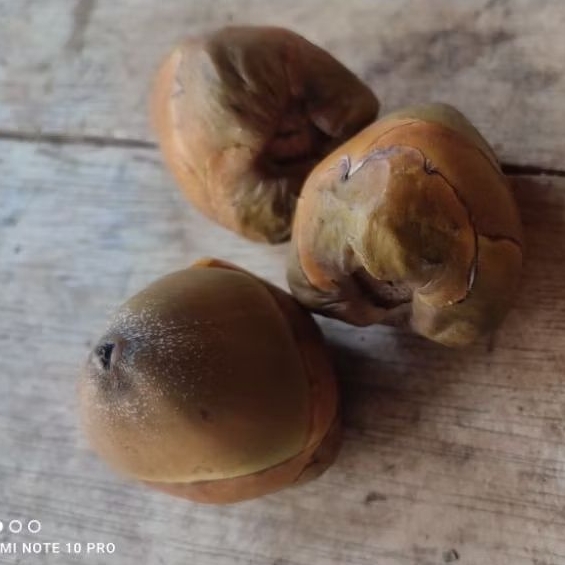 

tembuluk kelapa isi 10 pcs obat diabetes dan kencing manis