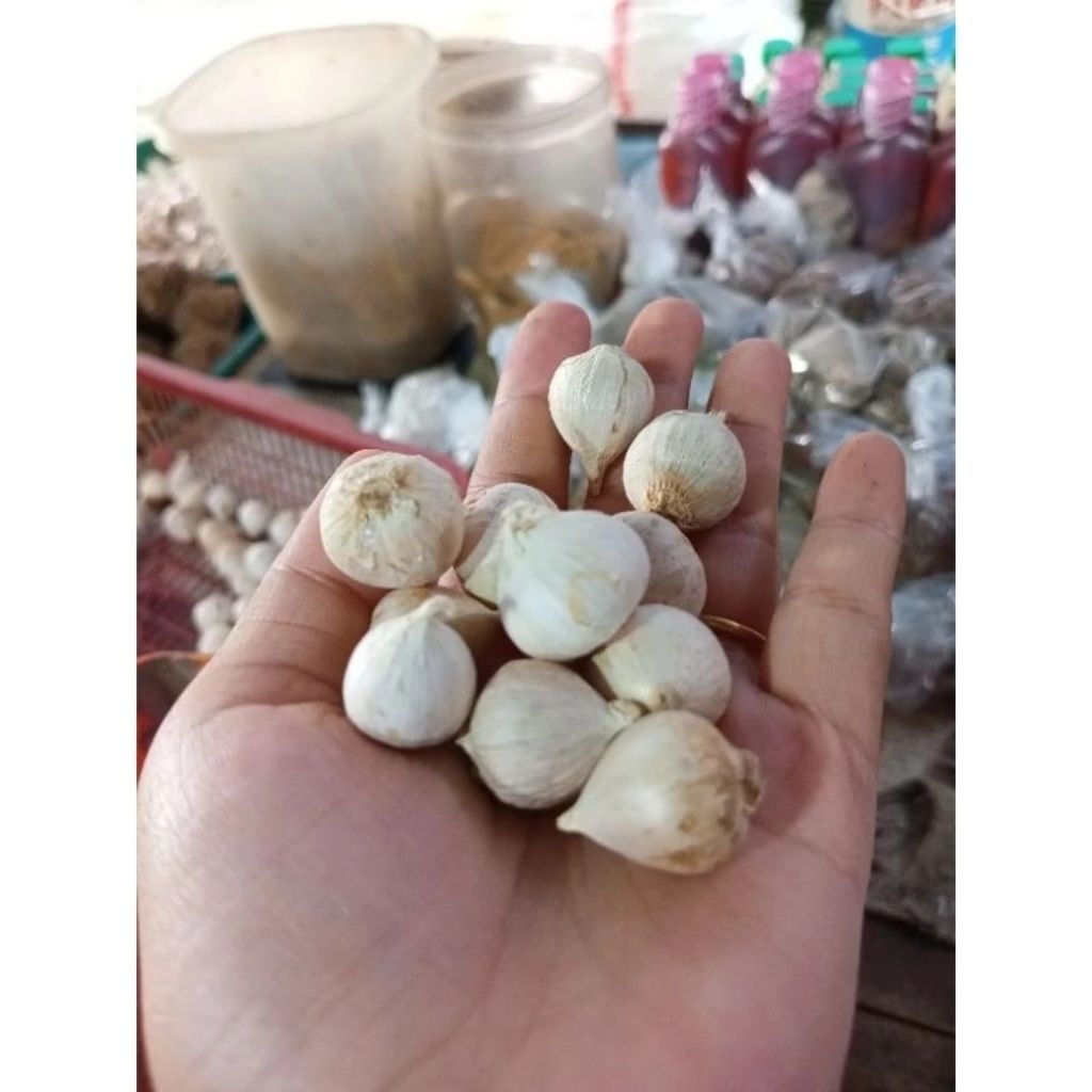 

bawang putih tunggal Lanang (per biji)