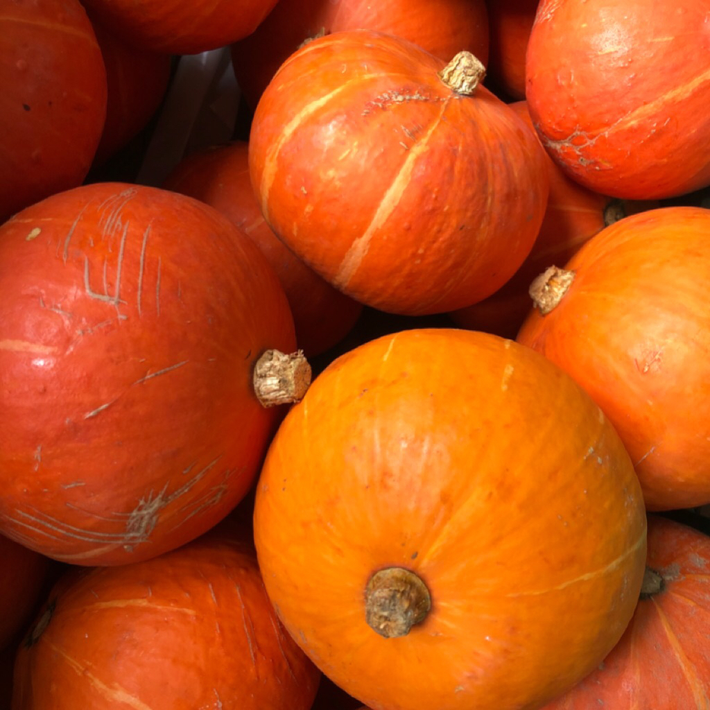 

Pumkin/Labu Kuning Kuboca