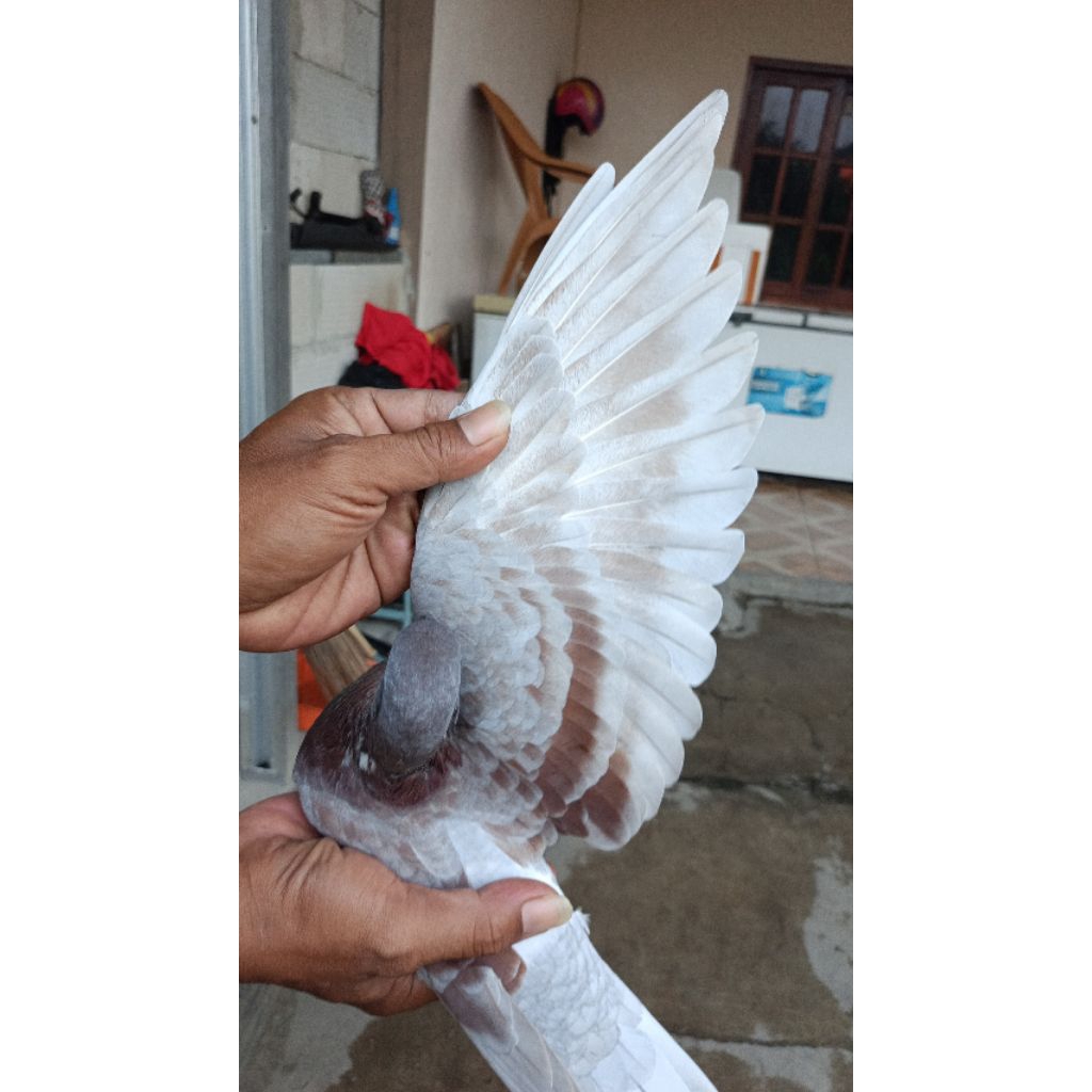 Merpati kolong Muda Trah