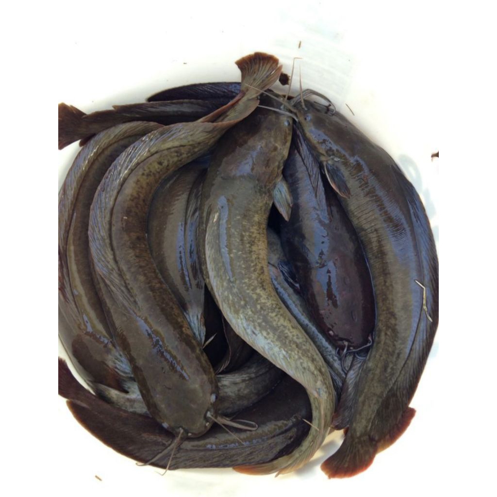 

Ikan Lele Segar 1 KG