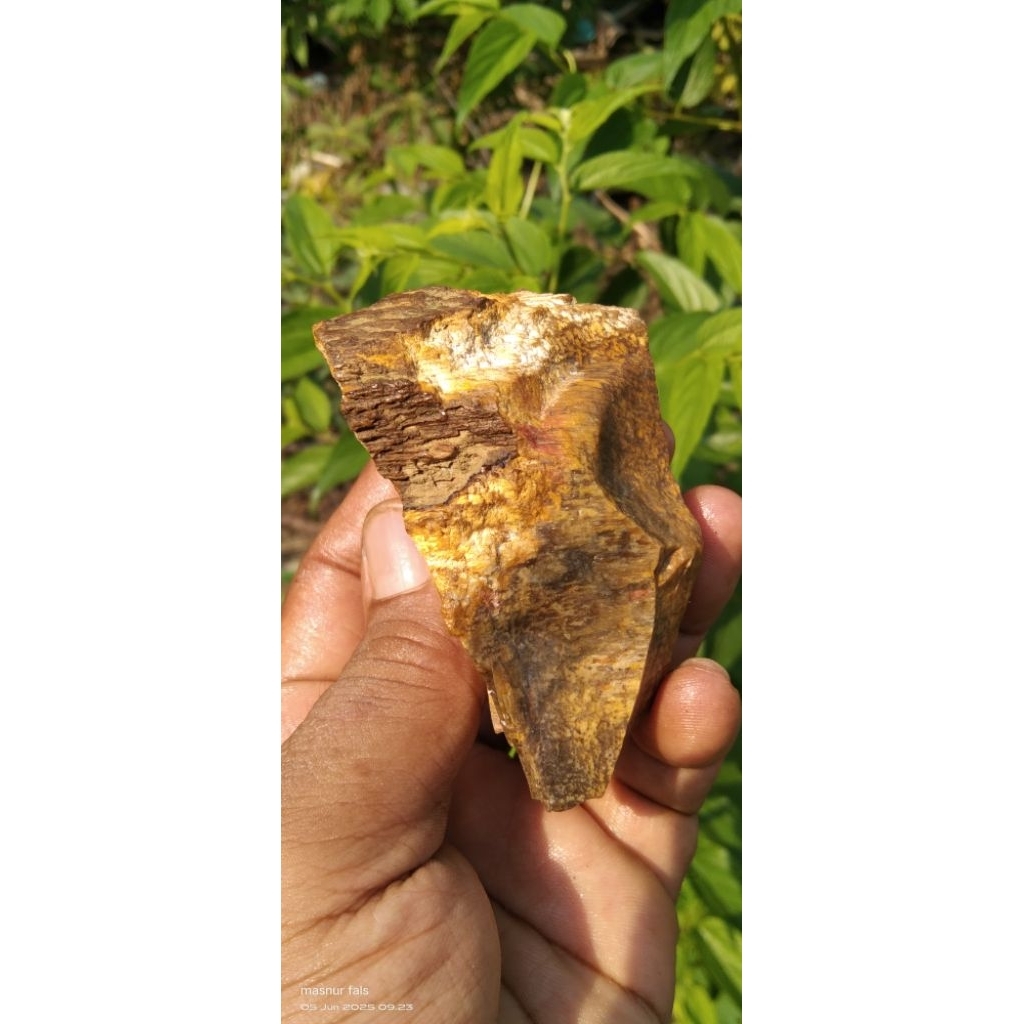 BATU FOSIL KAYU GALIH ASEM MULTICOLOR