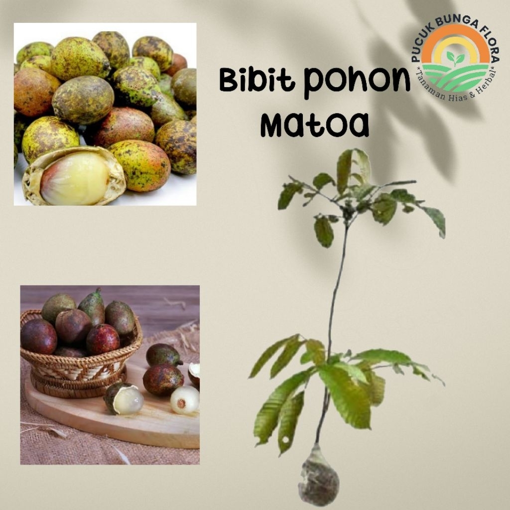 Tanaman matoa pohon matoa bibit matoa