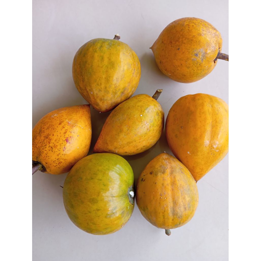 

Buah Alkesha sawoo mentega 1 kg