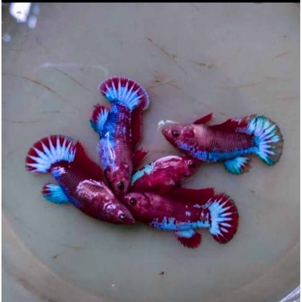 plakat Hellboy betina