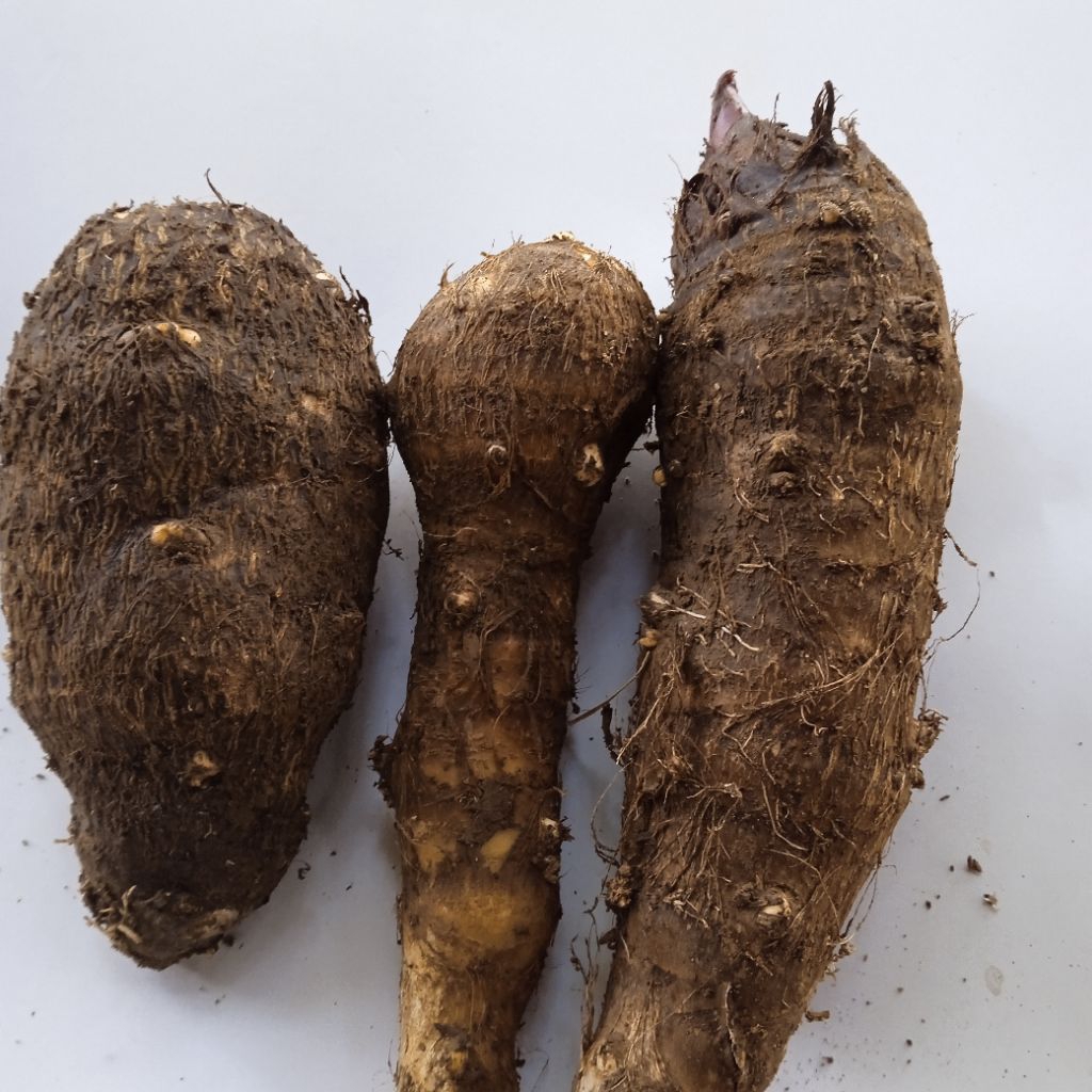 

umbi talas darat si pulen /1kg