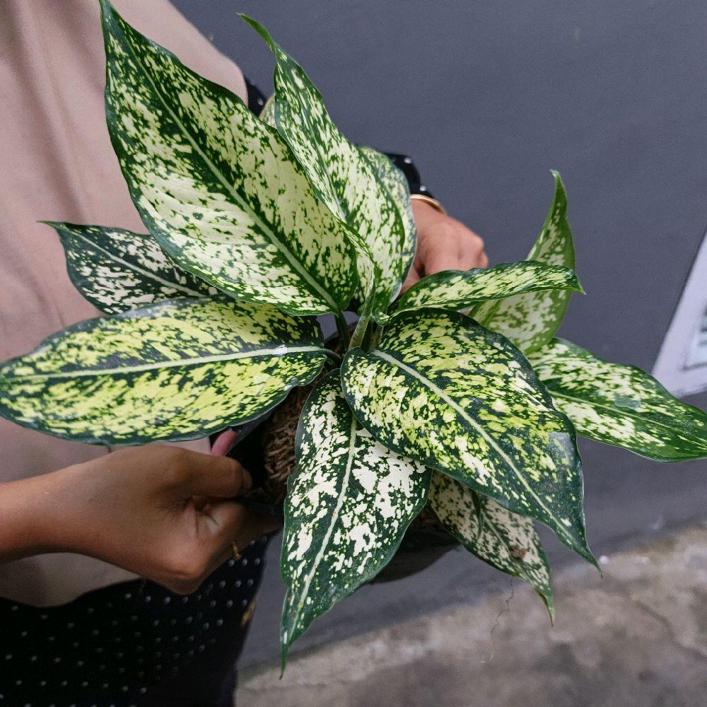 Tanaman Aglonema/aglonema snow white Hijau Putih merah