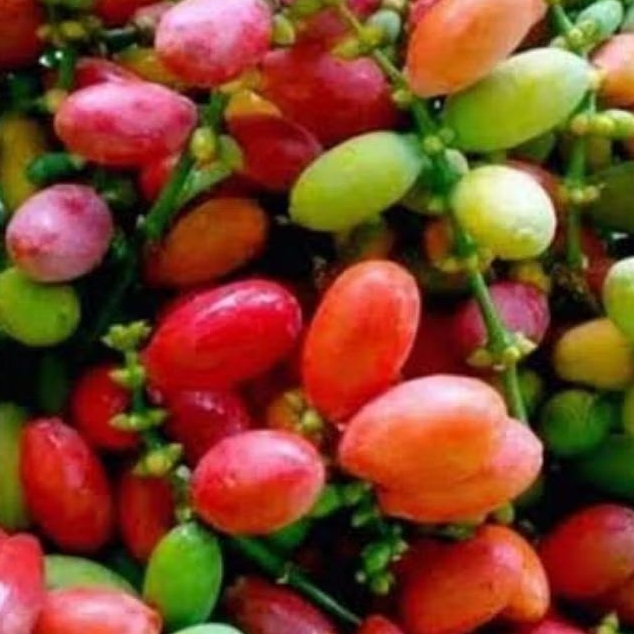 

Buah Tangkil / Biji Melinjo 250 gram