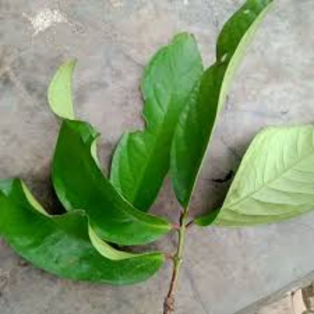 

Daun jambu jamaika segar 100 gram -- Herbal alami untuk kesehatan