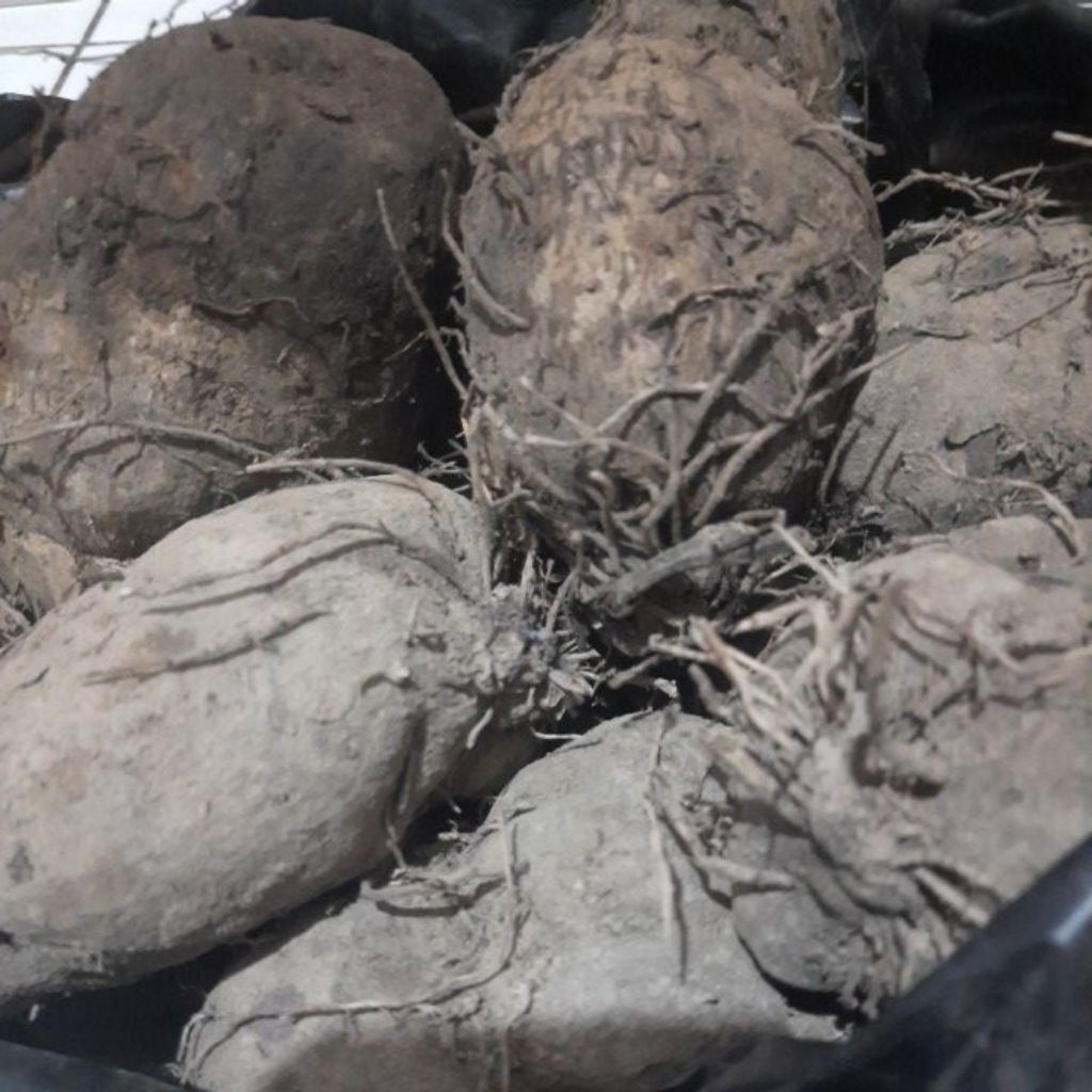 

ubi kribang / thai su / ubi ungu kalimantan