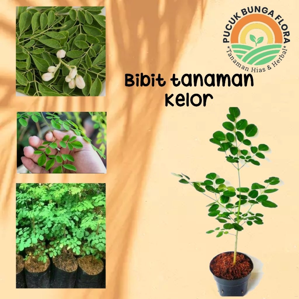 bibit kelor Pohon kelor Bibit kelor tanaman kelor tanaman kelor segar