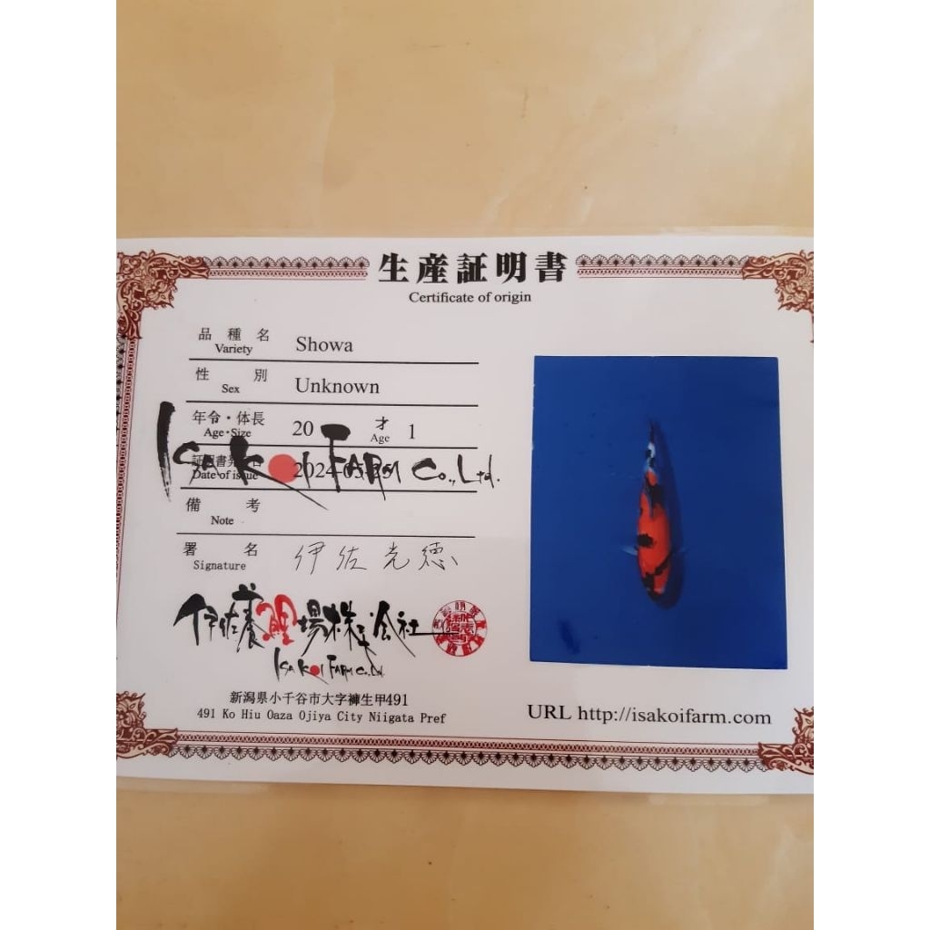 Ikan koi jenis Showa 27cm import sertifikat