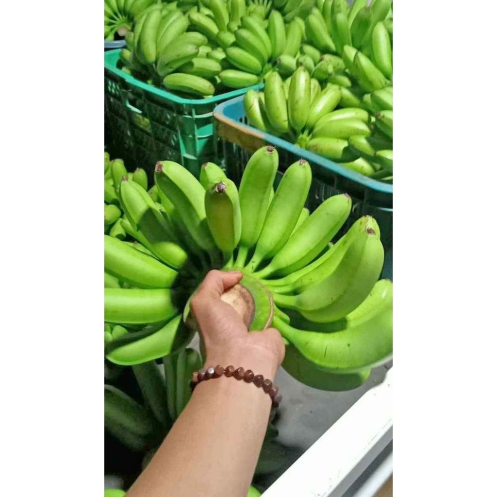 

pisang mas asli dari gunung muria 1 sisir