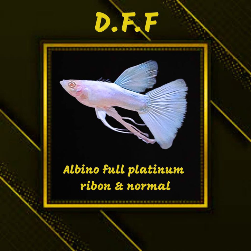 

BOX STEROFOAM-AFP RB