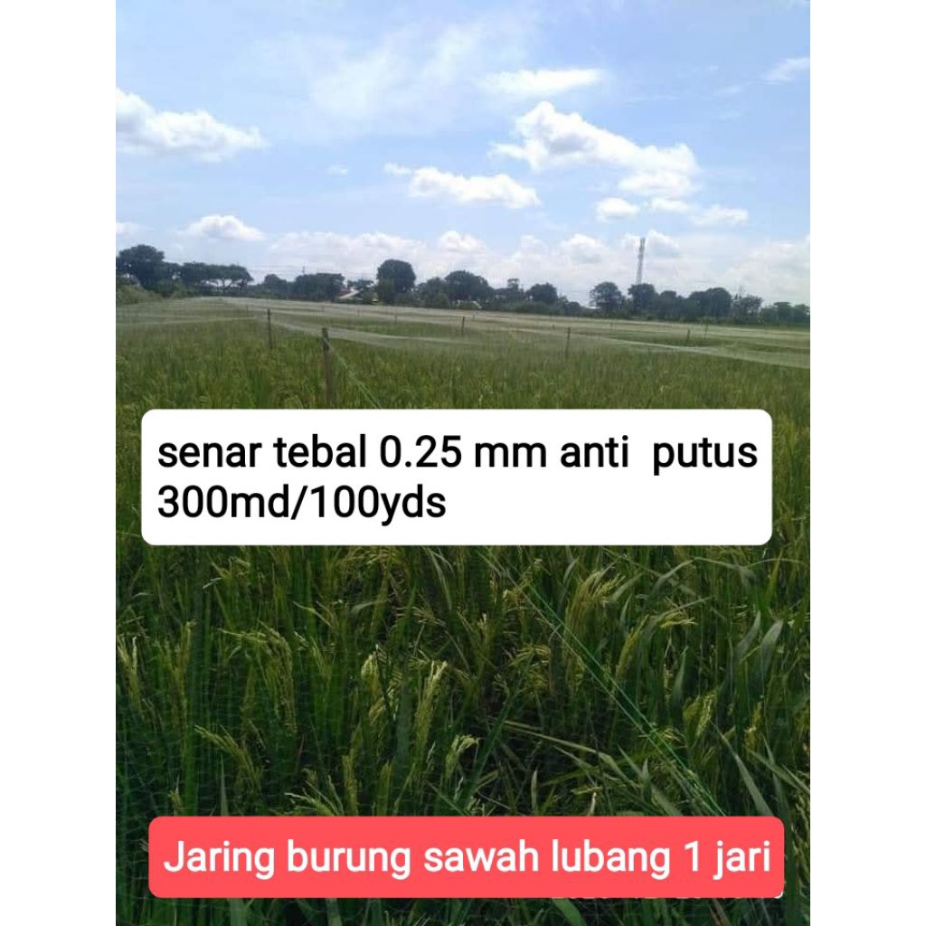 Jaring Burung Sawah lubang 1 inchi senar tebal 0.25mm 300md/100yds Jaring Burung Kecil Jaring Burung