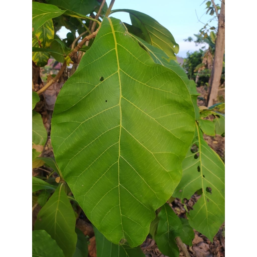 

Daun Jati Segar (Harga Perlembar)