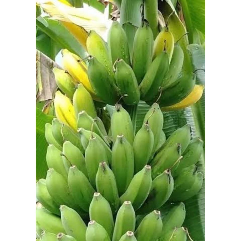 

Pisang Raja Bulu Berat 2 kg