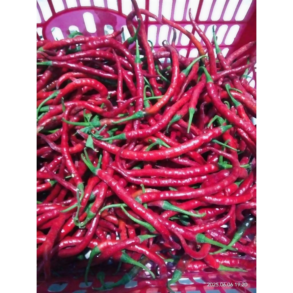 

Cabai Merah Keriting Fresh Segar Pedas 500gr