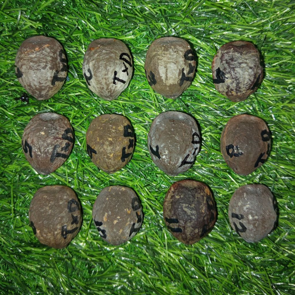 Muncang Adu Anak Jayanti Tripel x Yanti Denpom (Sortiran Super)