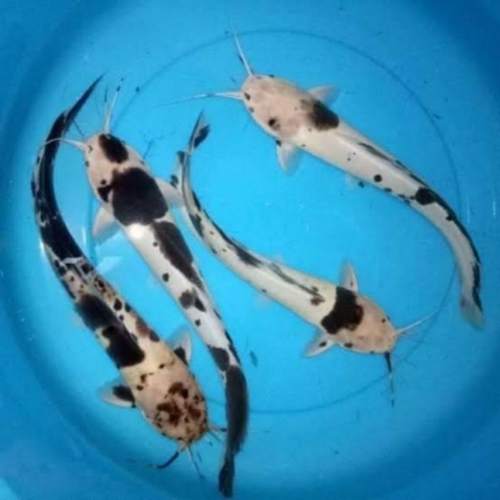 

leleh iash buleh .5 biji