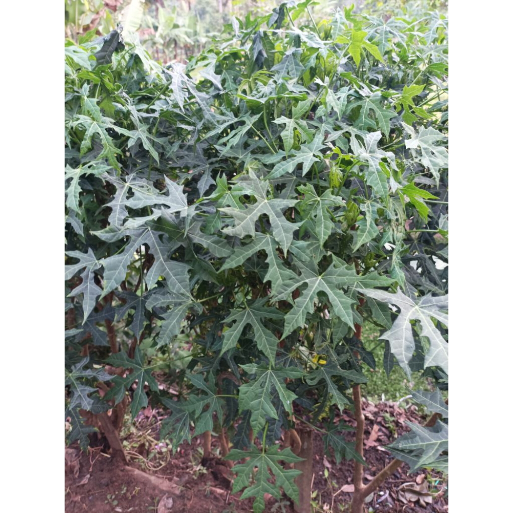 

Daun pepaya jepang per 1 kg