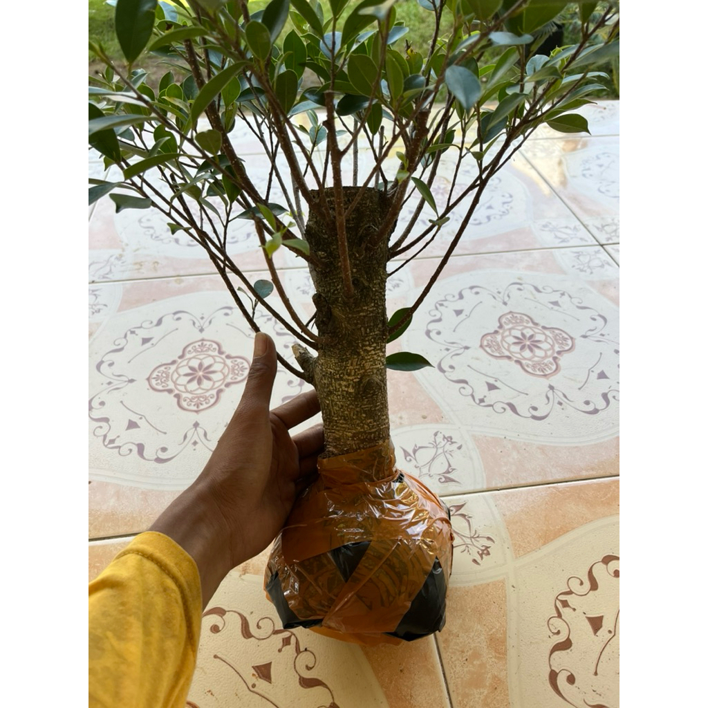 Bahan Bonsai Kimeng Ground/ Program Akar Ukuran Jempol Kaki