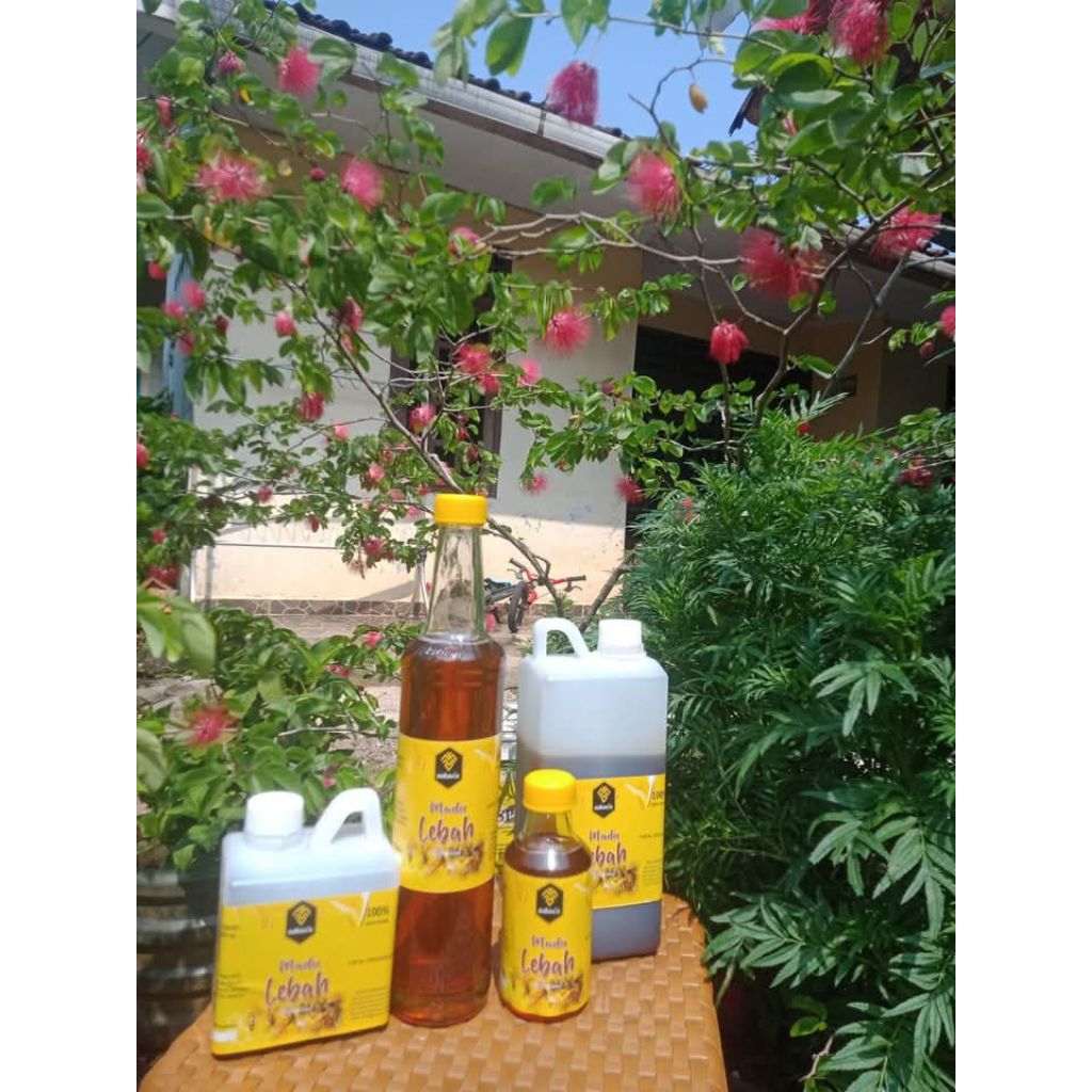 

Madu lebah apis cerana