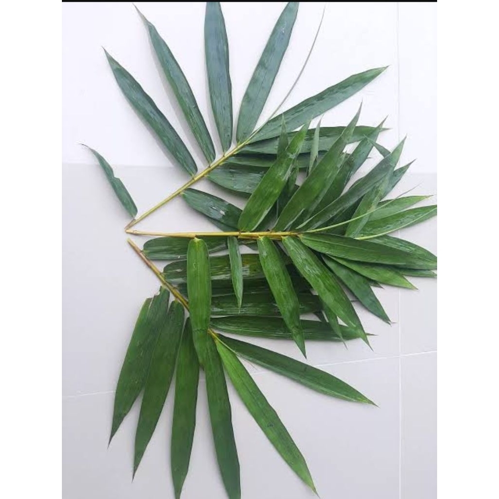 

DAUN BAMBU (2lembar)