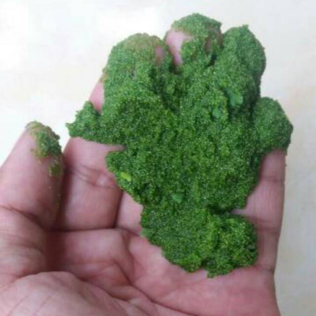 bibit wolfia 50-250gr wolffia arizhta pakan ikan dan unggas